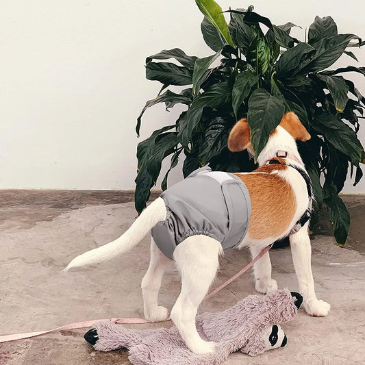 Culotte hygiénique ajustable et réutilisable pour chienne grise